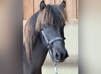 Pony Islandese, Giumenta, 4 Anni, 134 cm, Morello