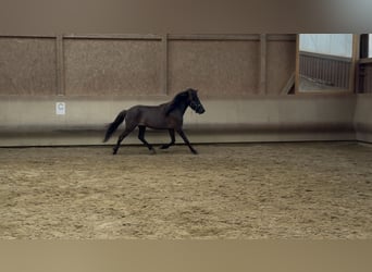 Pony Islandese, Giumenta, 4 Anni, 134 cm, Morello