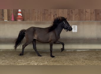 Pony Islandese, Giumenta, 4 Anni, 134 cm, Morello