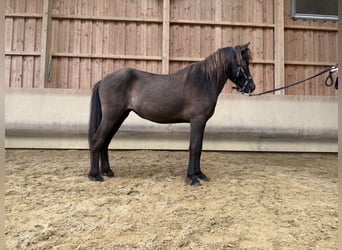 Pony Islandese, Giumenta, 4 Anni, 134 cm, Morello