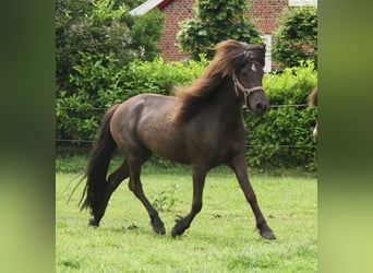 Pony Islandese, Giumenta, 4 Anni, 136 cm, Morello