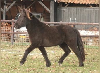 Pony Islandese, Giumenta, 4 Anni, 136 cm, Morello
