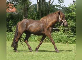 Pony Islandese, Giumenta, 4 Anni, 136 cm, Morello