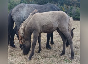 Pony Islandese, Giumenta, 4 Anni, 137 cm, Roano blu