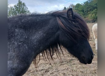 Pony Islandese, Giumenta, 4 Anni, 137 cm, Roano blu
