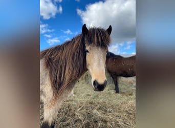 Pony Islandese, Giumenta, 4 Anni, 138 cm