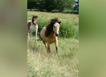 Pony Islandese, Giumenta, 4 Anni, 138 cm