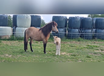 Pony Islandese, Giumenta, 4 Anni, 138 cm