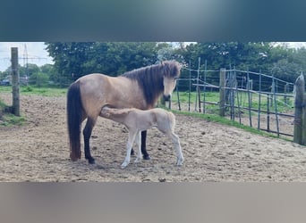 Pony Islandese, Giumenta, 4 Anni, 138 cm