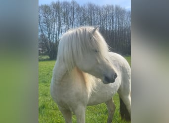 Pony Islandese, Giumenta, 4 Anni, 139 cm