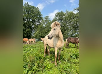 Pony Islandese, Giumenta, 4 Anni, 139 cm