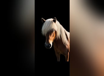 Pony Islandese, Giumenta, 4 Anni, 139 cm, Sauro