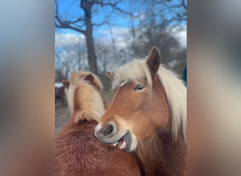 Pony Islandese, Giumenta, 4 Anni, 139 cm, Sauro