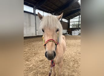 Pony Islandese, Giumenta, 4 Anni, 140 cm, Palomino