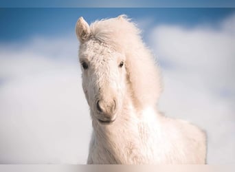 Pony Islandese, Giumenta, 4 Anni, 140 cm, Palomino