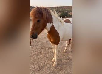 Pony Islandese, Giumenta, 4 Anni, 140 cm, Pezzato