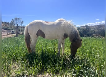 Pony Islandese, Giumenta, 4 Anni, 140 cm, Pezzato