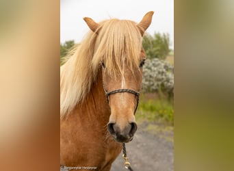 Pony Islandese, Giumenta, 4 Anni, 140 cm, Sauro scuro
