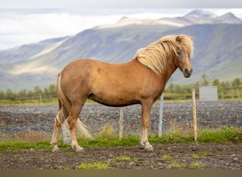 Pony Islandese, Giumenta, 4 Anni, 140 cm, Sauro scuro