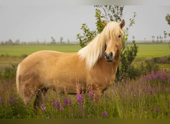 Pony Islandese, Giumenta, 4 Anni, 140 cm, Sauro scuro
