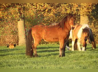 Pony Islandese, Giumenta, 4 Anni, 144 cm, Baio