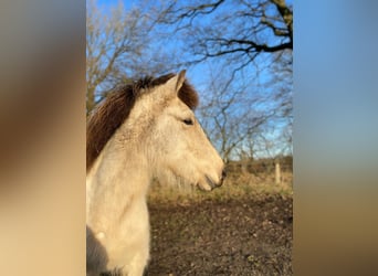 Pony Islandese, Giumenta, 4 Anni, 144 cm