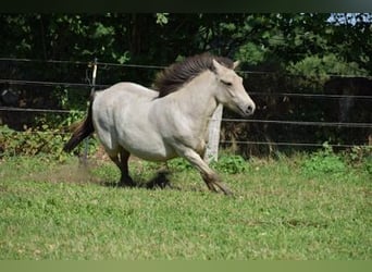 Pony Islandese, Giumenta, 4 Anni, 144 cm