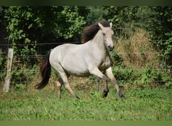 Pony Islandese, Giumenta, 4 Anni, 144 cm