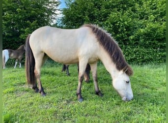 Pony Islandese, Giumenta, 4 Anni, 144 cm
