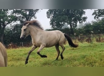 Pony Islandese, Giumenta, 4 Anni, 144 cm