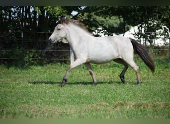 Pony Islandese, Giumenta, 4 Anni, 144 cm