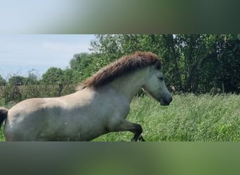 Pony Islandese, Giumenta, 4 Anni, 144 cm