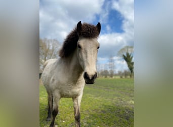 Pony Islandese, Giumenta, 4 Anni, 144 cm