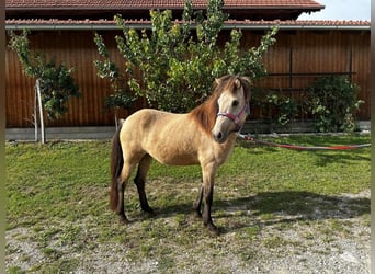 Pony Islandese, Giumenta, 4 Anni, Falbo