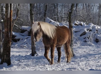 Pony Islandese, Giumenta, 5 Anni, 132 cm