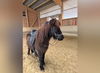 Pony Islandese, Giumenta, 5 Anni, 132 cm, Morello