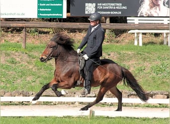 Pony Islandese, Giumenta, 5 Anni, 138 cm, Baio