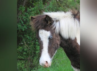 Pony Islandese, Giumenta, 5 Anni, 138 cm, Pezzato