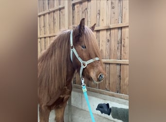 Pony Islandese, Giumenta, 5 Anni, 139 cm, Sauro scuro