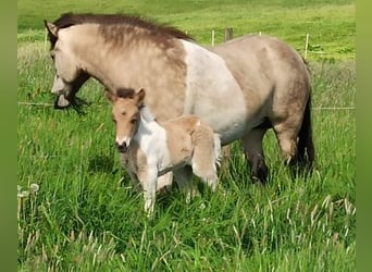 Pony Islandese, Giumenta, 5 Anni, 140 cm