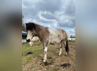 Pony Islandese, Giumenta, 5 Anni, 140 cm