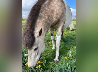 Pony Islandese, Giumenta, 5 Anni, 140 cm