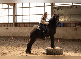 Pony Islandese, Giumenta, 5 Anni, 140 cm, Morello