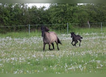 Pony Islandese, Giumenta, 5 Anni, 140 cm, Morello