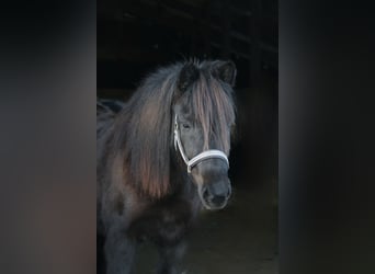Pony Islandese, Giumenta, 5 Anni, 140 cm, Morello