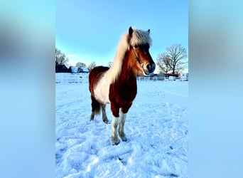 Pony Islandese, Giumenta, 5 Anni, 140 cm, Pezzato