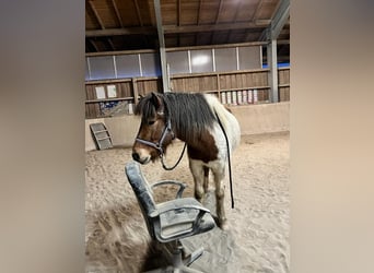 Pony Islandese, Giumenta, 5 Anni, 140 cm, Pezzato