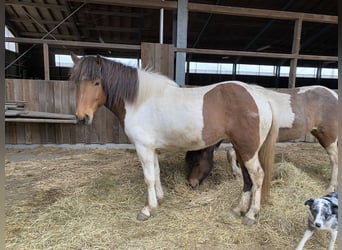 Pony Islandese, Giumenta, 5 Anni, 140 cm, Pezzato