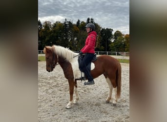 Pony Islandese, Giumenta, 5 Anni, 141 cm, Pezzato