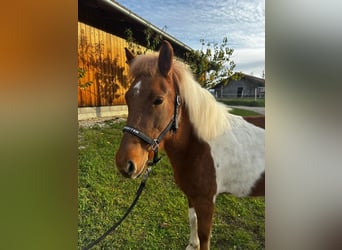 Pony Islandese, Giumenta, 5 Anni, 141 cm, Pezzato